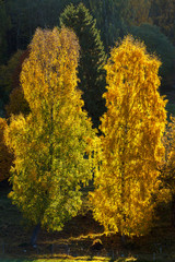Trees in autumn colors in backlight