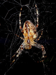 Spider with spider web - obrazy, fototapety, plakaty