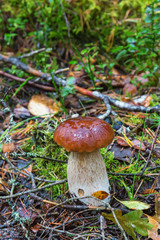 Boletus Mushroom in the woods