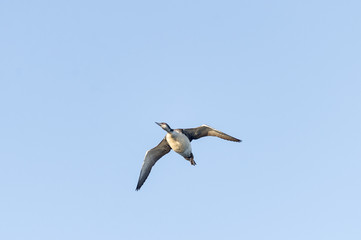 Fototapeta na wymiar Common Loon overflight