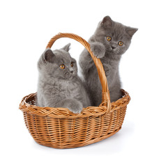 Fototapeta na wymiar Pretty British Shorthair Blue Kitten in the basket