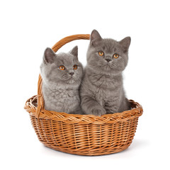 Fototapeta na wymiar Pretty British Shorthair Blue Kitten in the basket