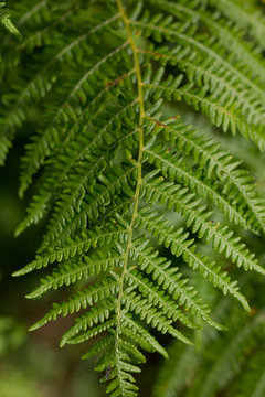 Fern