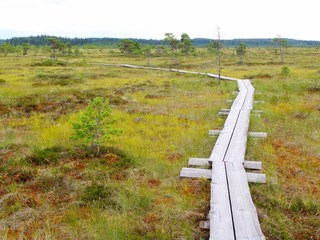 Duckboards at Torronsuo National Park, Finland