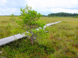 Duckboards at Torronsuo National Park, Finland