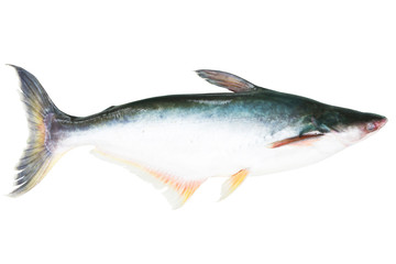 Mekong giant catfish