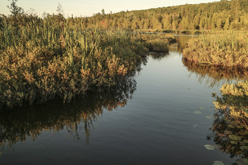 Marsh Trail in the Upper Peninsula