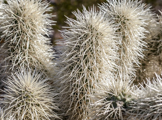 Prickly White Cactus