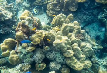 Naklejka na ściany i meble Various species fish swimming around on reef rock in andaman sea