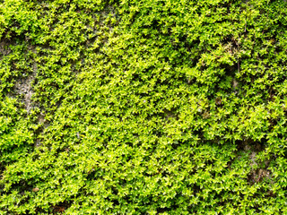 Natural green moss texture on wall for beautiful background with copy space