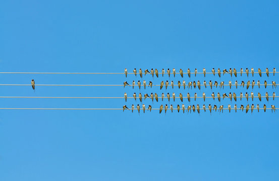 Individuality concept, birds on a wire 
