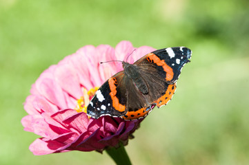 Бабочка и цветок