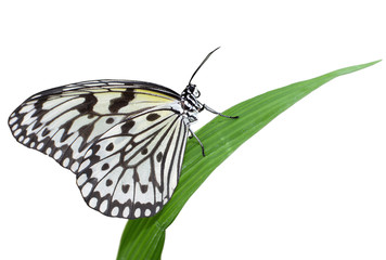 Idea leuconoe butterfly isolated on white background, also known as large tree nymph or paper kite