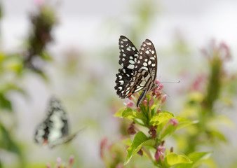 Closeup butterfly on flower