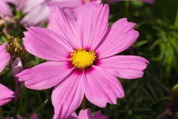 Obraz premium pink cosmos flower