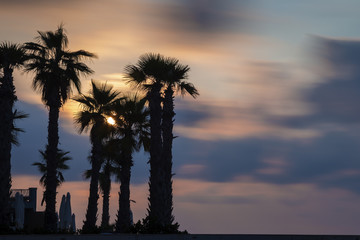 Fototapeta na wymiar St.Julians, Malta - Silhouette of palm trees on colorful sunset
