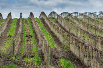 Berry canes tied up to trellis wire