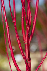 Red twig dogwood in winter