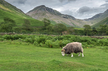 Ram grazing in the valley of Mosedale at Wasdale Head in the English Lake District a popular destination for tourists. Great Gable mountain is in the background.  