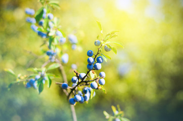 Sloe berries, growing on a bush