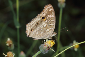 Close up common  butterfly