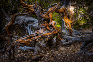 Bristlecone Pine Inyo National Forest White Mountains California USA