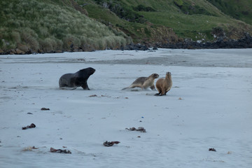 Fototapeta premium Sea Lions