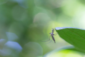 Mosquito on leaf