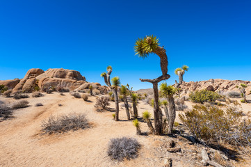 Fototapeta na wymiar Joshua trees and rocks in Joshua Tree National Park, California, United States.