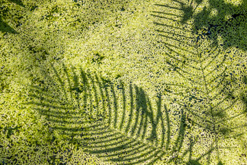 shadow of the leaves