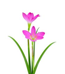 Blossom of pink Zephyranthes Lily, Rain Lily, Fairy Lily, Little