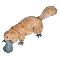 platypus Australian animals  watercolor Hand-painted illustration Isolated Australia Clipart
