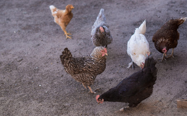 домашние куры