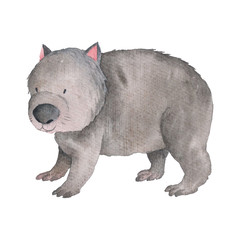 Obraz premium wombat Australian animals watercolor Hand-painted illustration Isolated Australia Clipart 