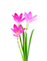 Blossom of pink Zephyranthes Lily, Rain Lily, Fairy Lily, Little