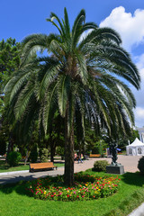 Fototapeta na wymiar Pygmy date palm