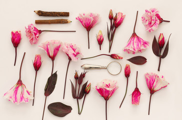 Top view of beautiful pink flowers on white background