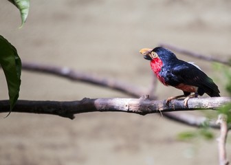Bearded Barbet (Lybius dubius)