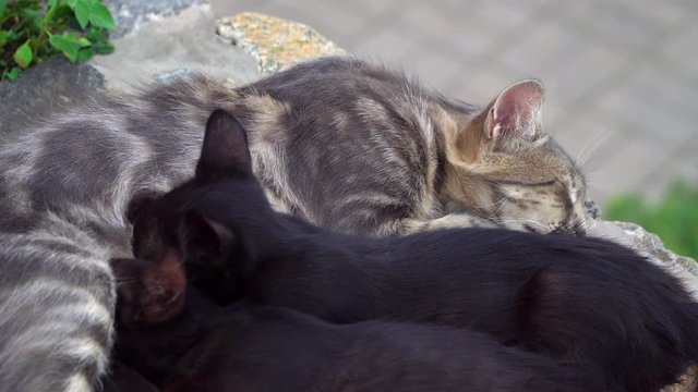 Cat feeding two kittens breast