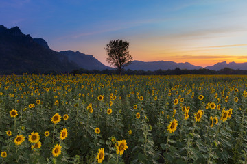 Obraz premium Sunflower files with beautiful sunset sky background, natural landscape backgrond