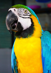 The blue-and-yellow macaw, is a large South American parrot with blue top parts and yellow under parts. (Ara ararauna)