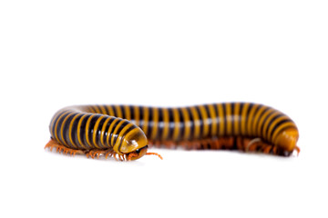 Millipede on white