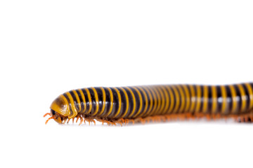 Millipede on white