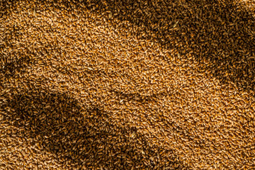 Processed organic wheat grains background.