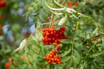 Рябина после дождя (лат. Sorbus aucuparia )