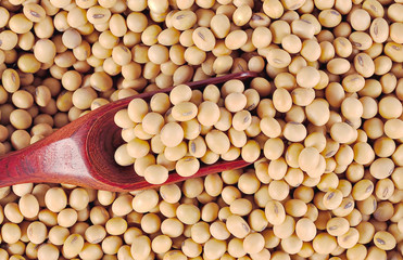 Beans isolated on white background