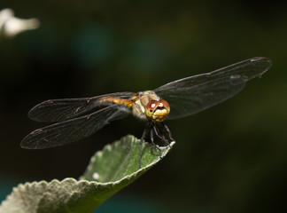 Dragonfly