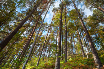Summer dry coniferous forest landscape