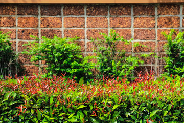 Brick wall and green leaf