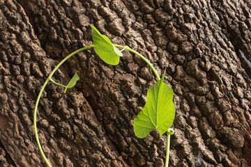 Green leaf